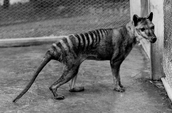 Tasmanian tiger - extinct since 1936