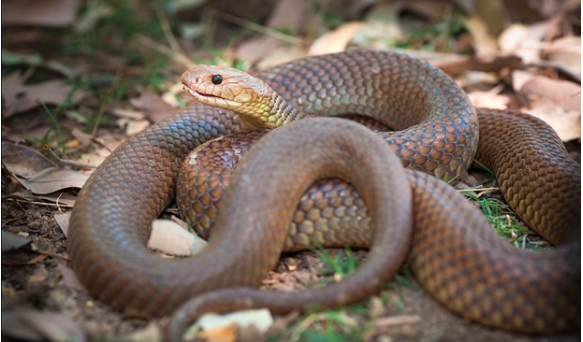 Image of a Brown snake.