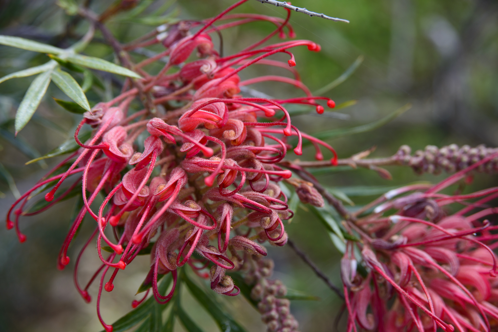 Close up photo of Australian grevillia