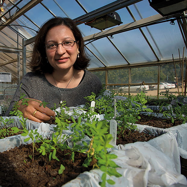 A woman wearing glasses stands in a greenhouse, behind some seedlings in boxes