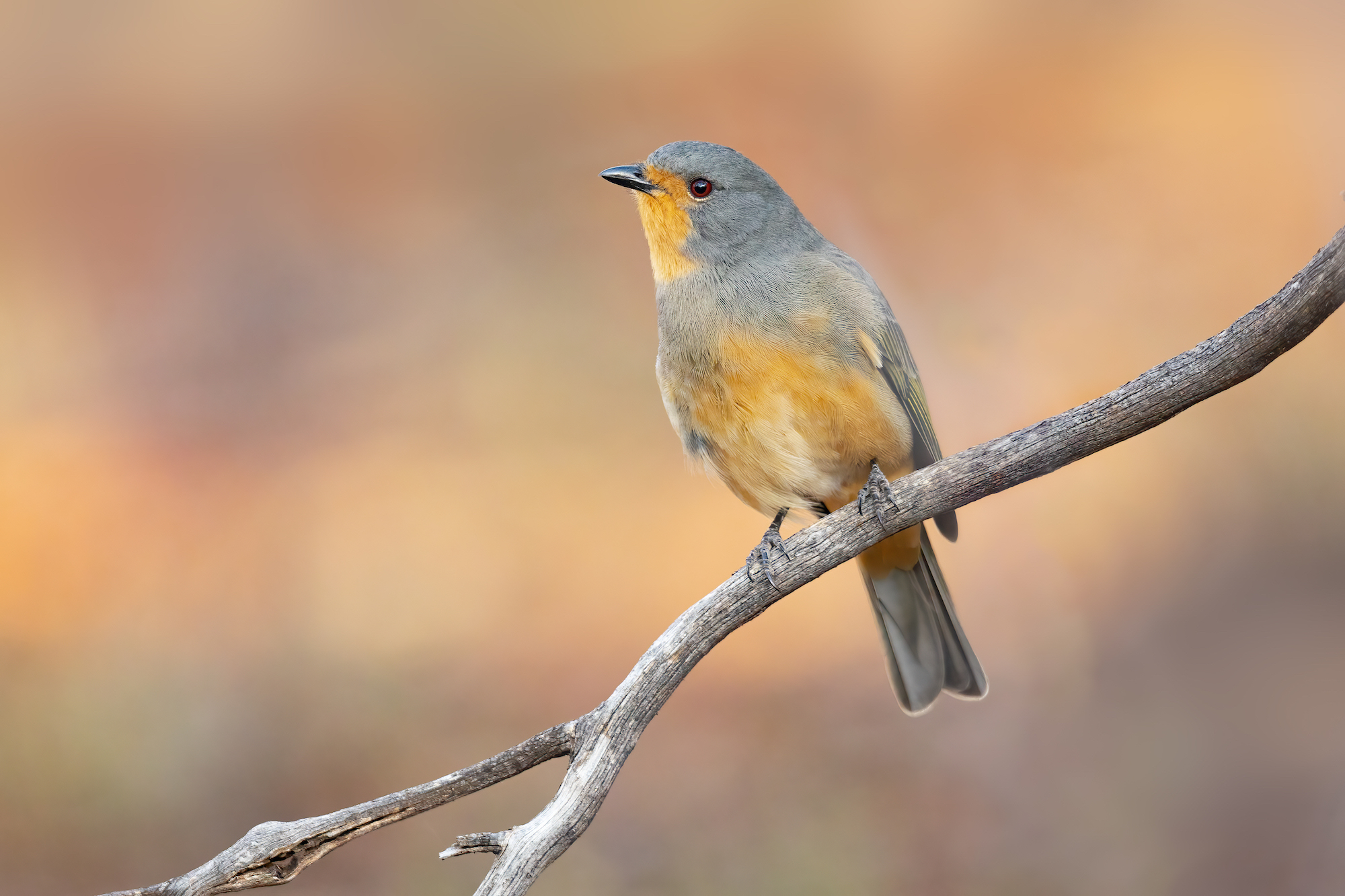 Red lored parikeet, native bird species of NSW
