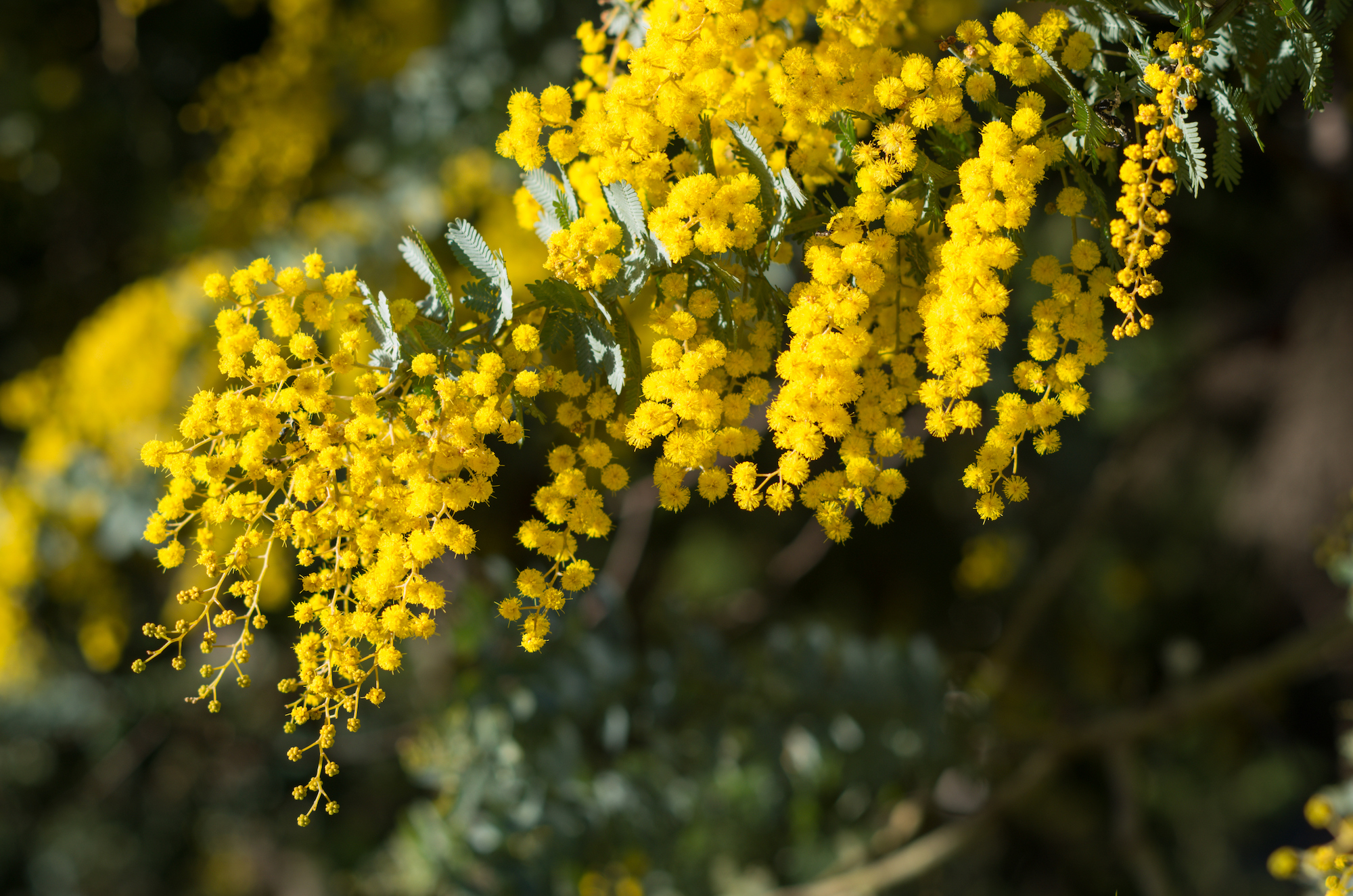 Australian native golden wattle